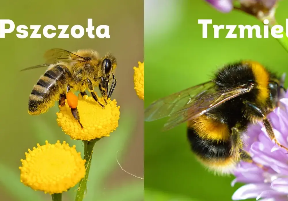 Pszczoła czy osa? Jak odróżnić i co robić, gdy użądli?