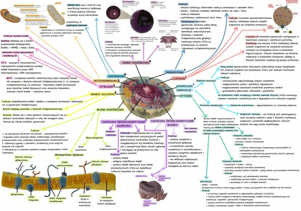 Biologia komórki - Jak zrozumieć i zapamiętać?