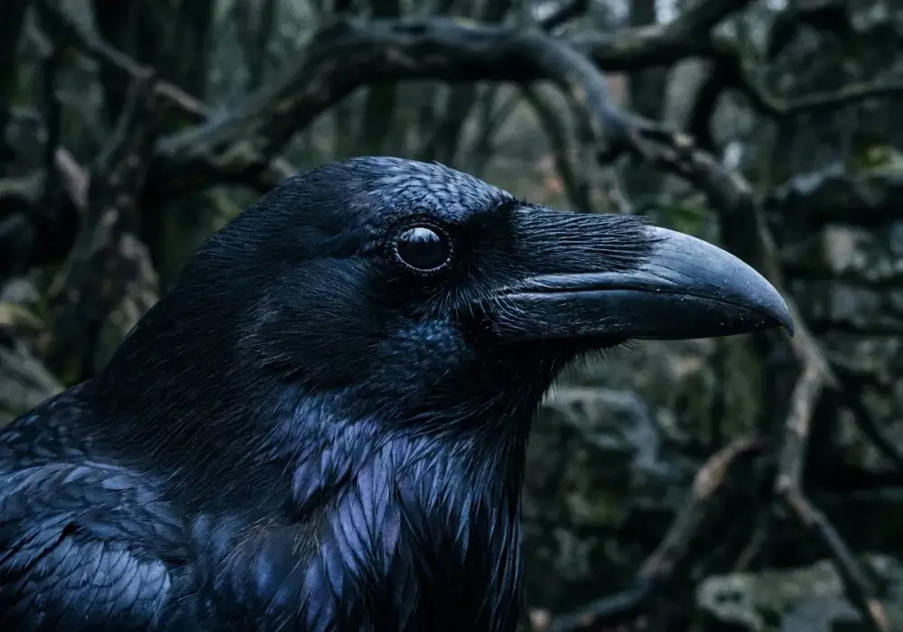 Kruki Odyna - Huginn i Muninn: Co naprawdę symbolizują?