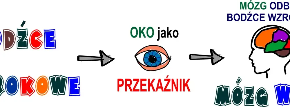 Percepcja wzrokowa - Jak mózg widzi świat?