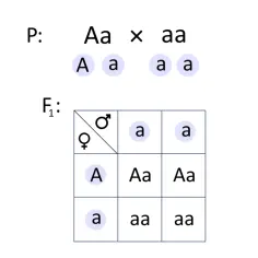 Krzyżówki genetyczne klasa 8: diagram Punnetta pokazuje dziedziczenie cechy Aa x aa, dając potomstwo Aa i aa.