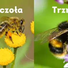 Pszczoła na żółtym kwiecie i puszysty trzmiel na fioletowym. Oba owady zbierają nektar.