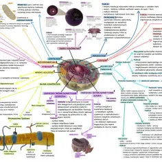 Schemat komórki eukariotycznej z zaznaczonymi organellami i ich funkcjami, kluczowy dla zrozumienia **biologii komórki**.