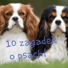 Zagadki o psach dla dzieci, które rozwiną ich logiczne myślenie i wiedzę