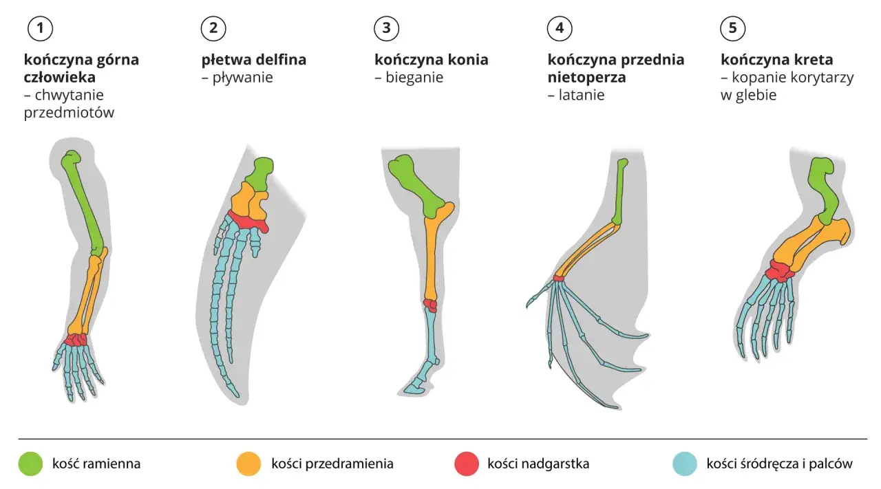 Ewolucja biologii klasa 8: porównanie kości kończyn człowieka, delfina, konia, nietoperza i kreta ukazuje wspólne pochodzenie.