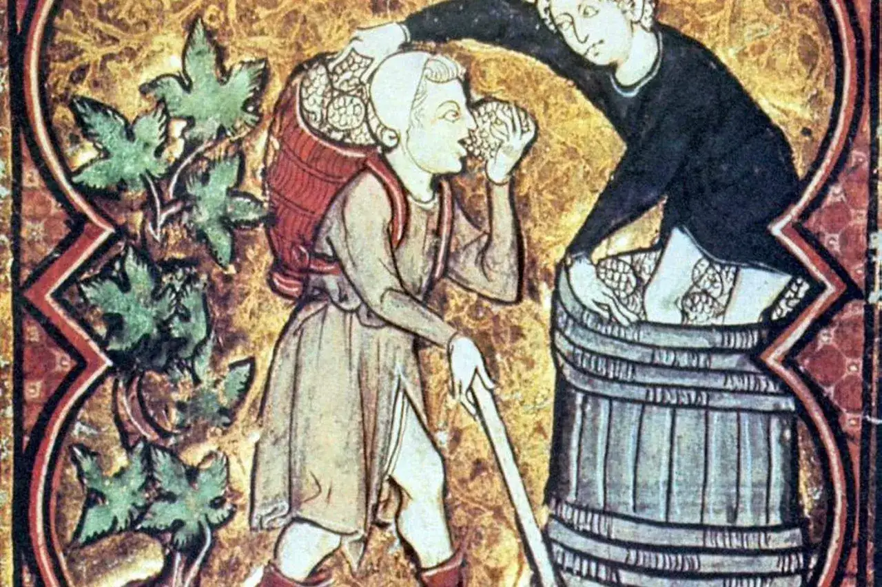 Średniowieczny ilustrator ukazuje zbiory winogron. Jeden z pracujących próbuje owoców, bo przecież in vino veritas.