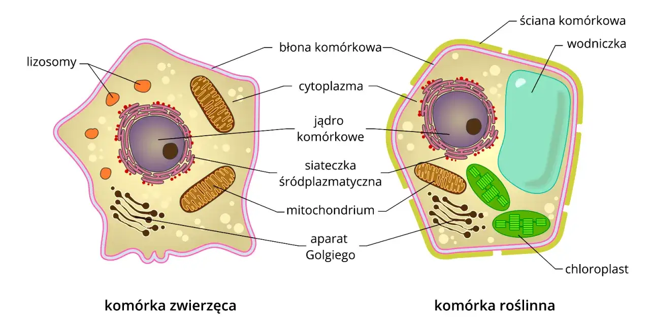 Ilustracja porównuje komórkę zwierzęcą i roślinną, ukazując ich organella. To podstawowa wiedza z biologii komórki.