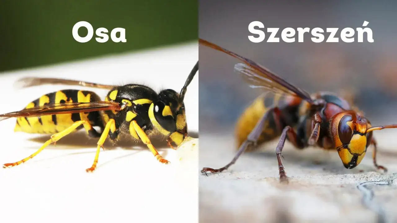 Osa i szerszeń, dwa owady z rodziny osowatych, porównane na zdjęciu.