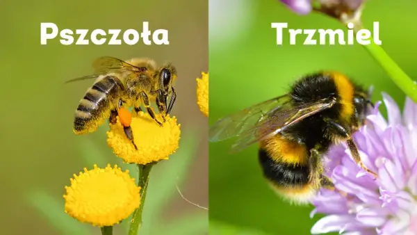 Pszczoła czy osa? Jak odróżnić i co robić, gdy użądli?