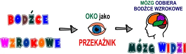 Percepcja wzrokowa - Jak mózg widzi świat?
